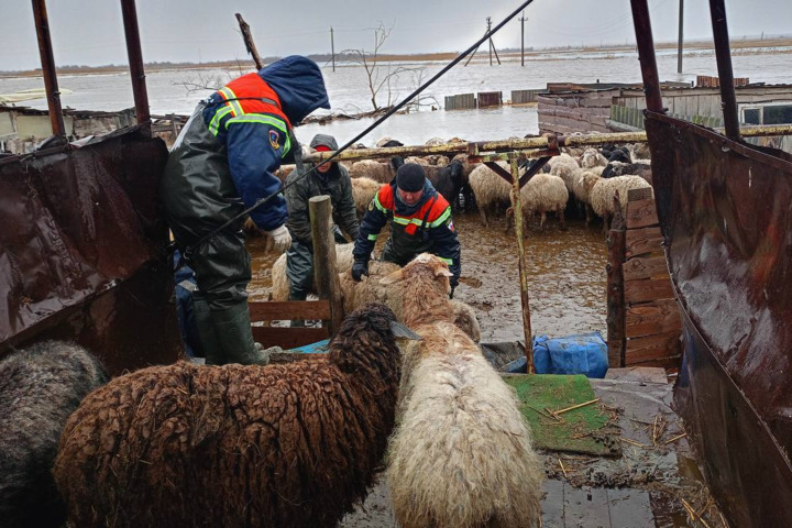 Паводок: в Саратовской области спасатели эвакуировали 230 баранов