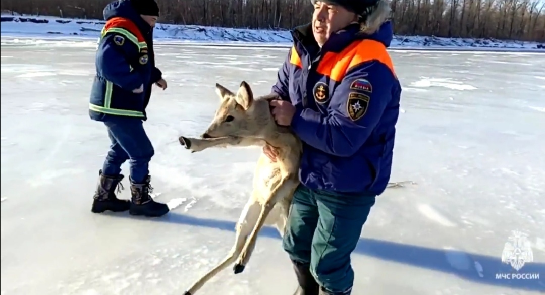 В Балакове спасли застрявшую на льду Волги косулю