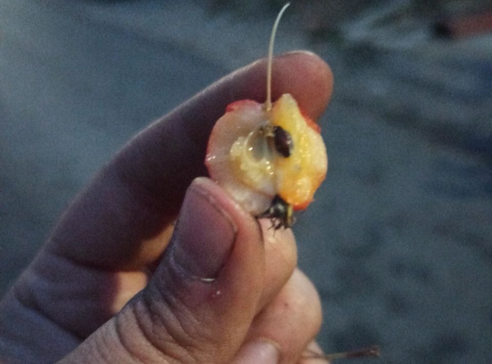 В Саратове ищут ленивых и бабушек на вакансию собирателя фруктов для птиц