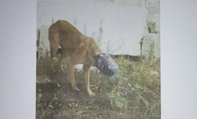 В Саратове ищут собаку с бутылкой на морде