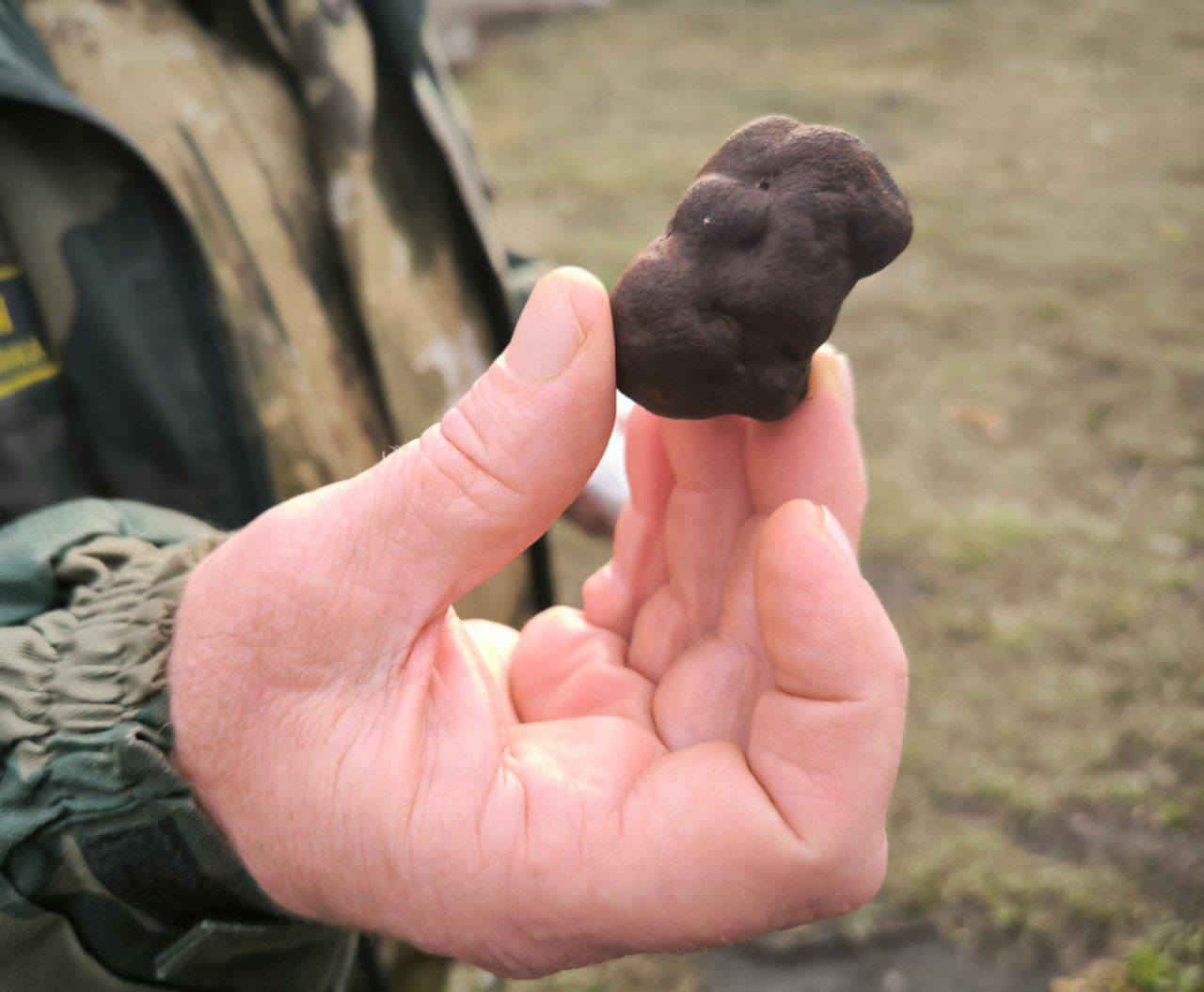 Саратовцы собрали урожай самых дорогих в мире грибов Саратовцы собрали урожай самых дорогих в мире грибов