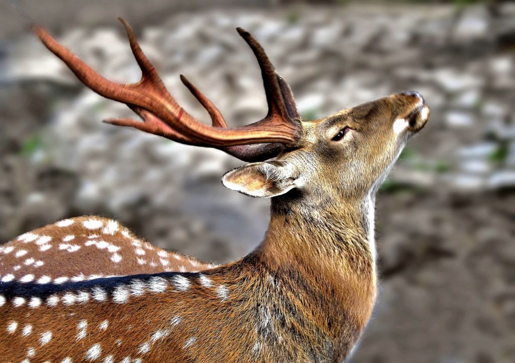 В саратовское охотугодье завезли 45 пятнистых оленей