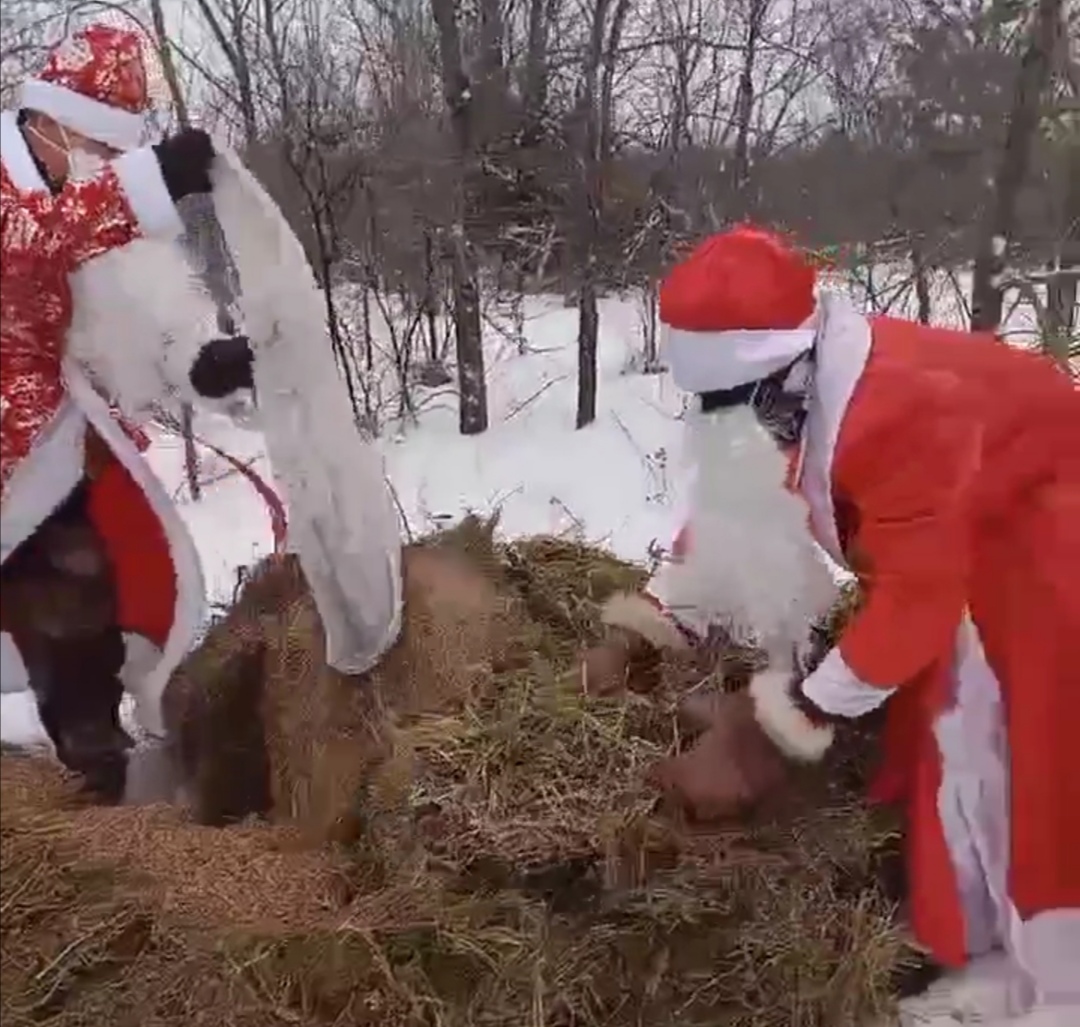 Деды Морозы из Балакова и Судана накормили диких животных в саратовских лесах