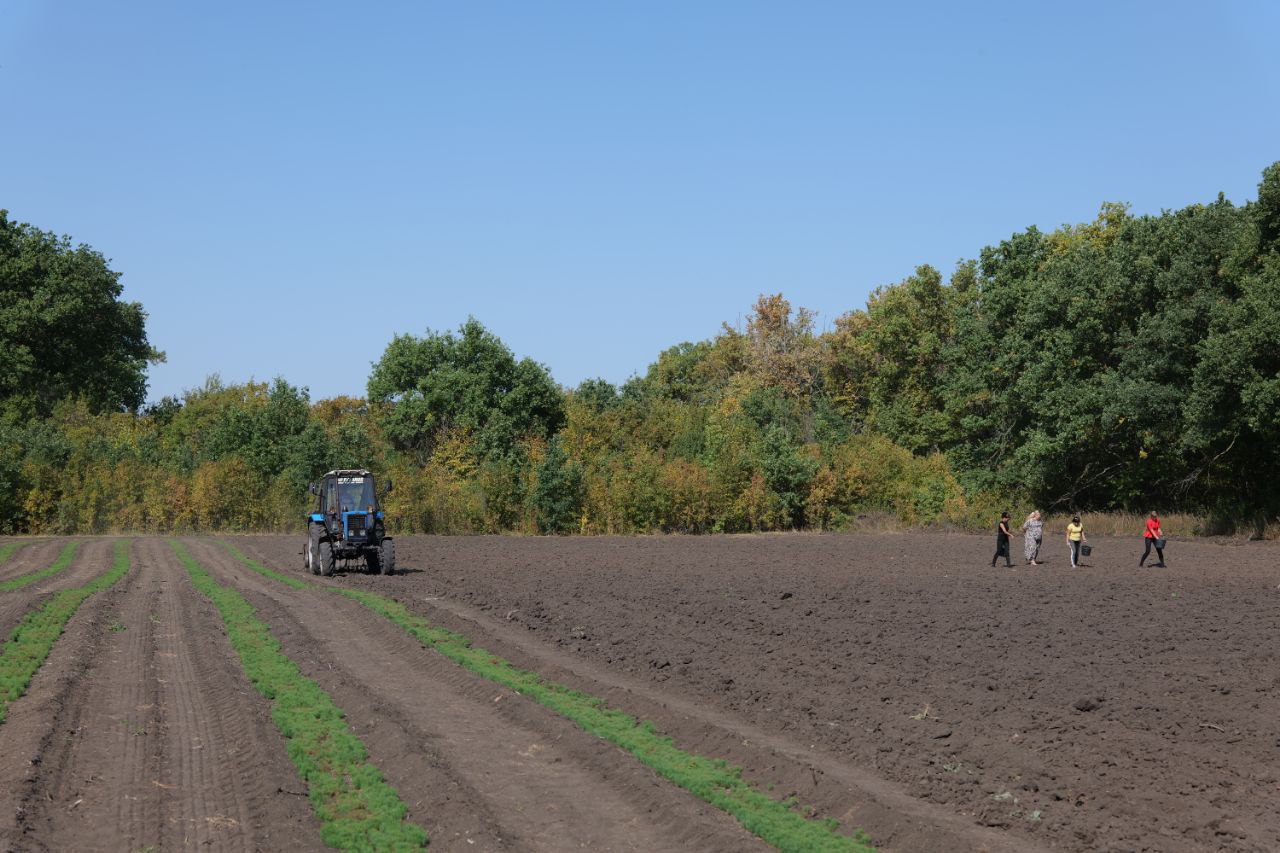 Осенью на 800 гектарах Саратовской области высадят деревья