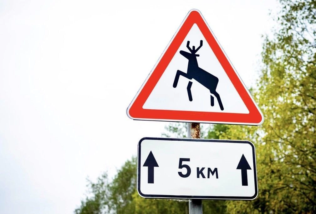 С начала года на саратовских дорогах сбили 50 диких животных