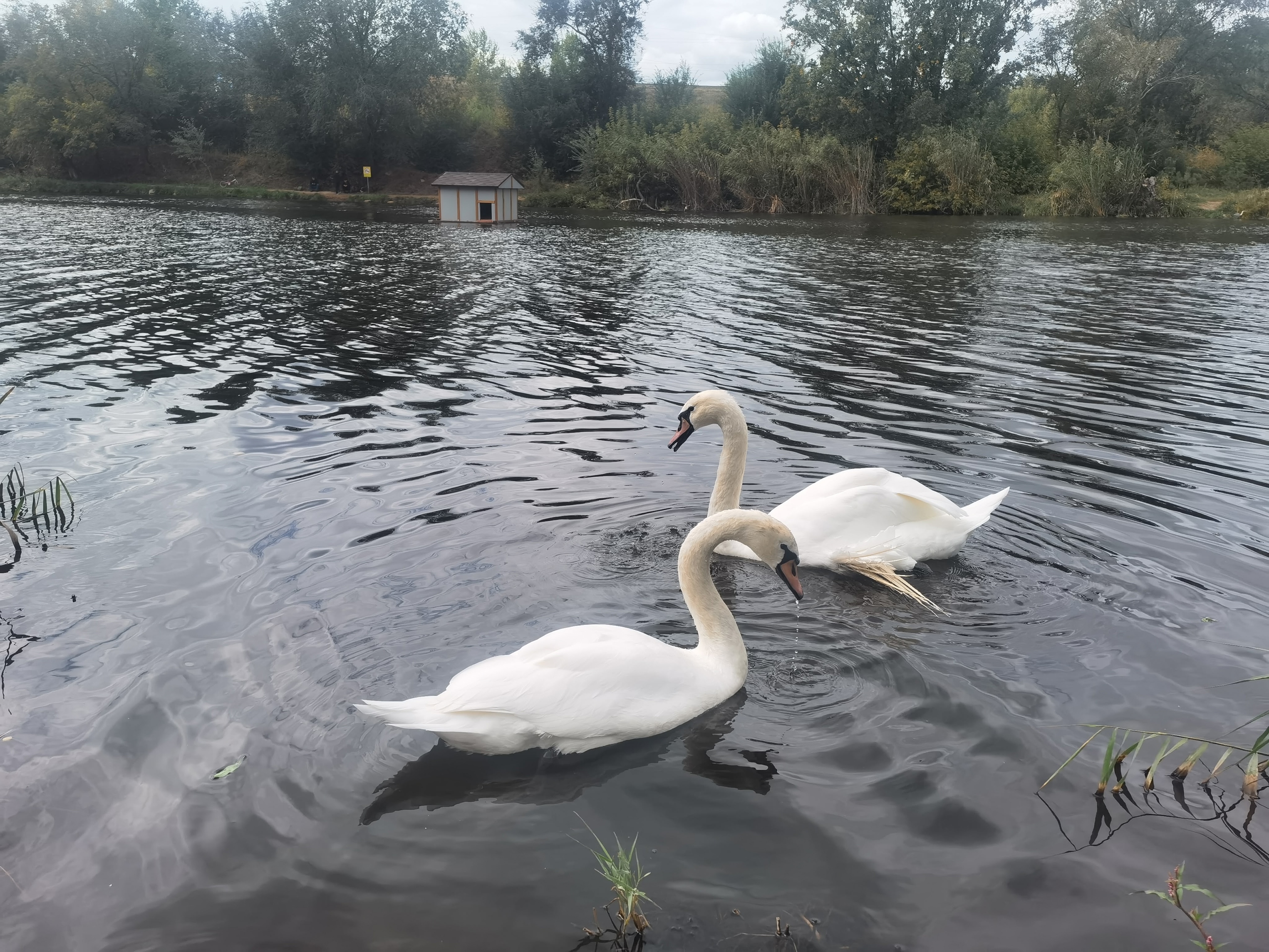 В Балакове из-за кормления “запрещёнкой” заболели лебеди