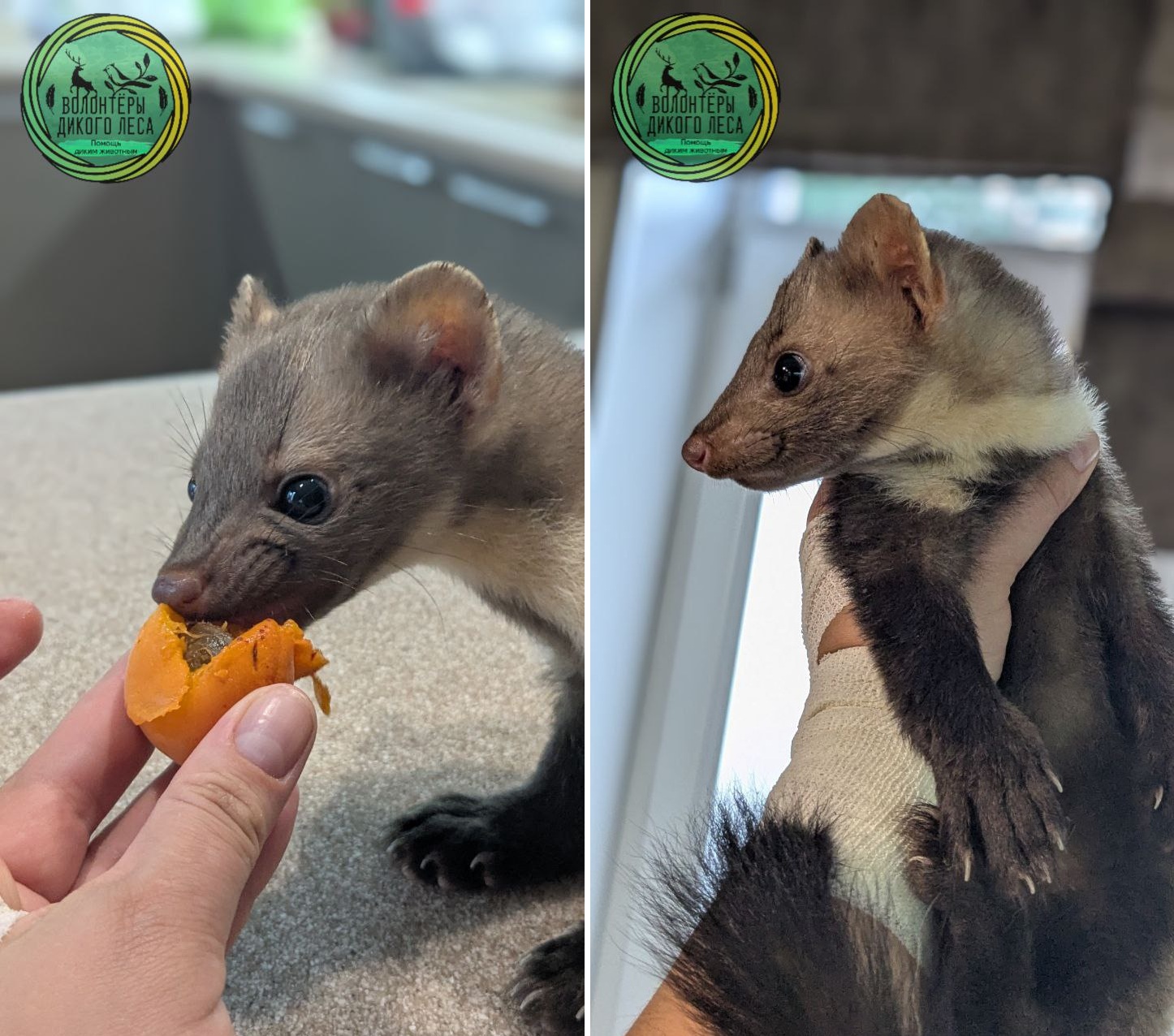 Бесстрашная куница 1