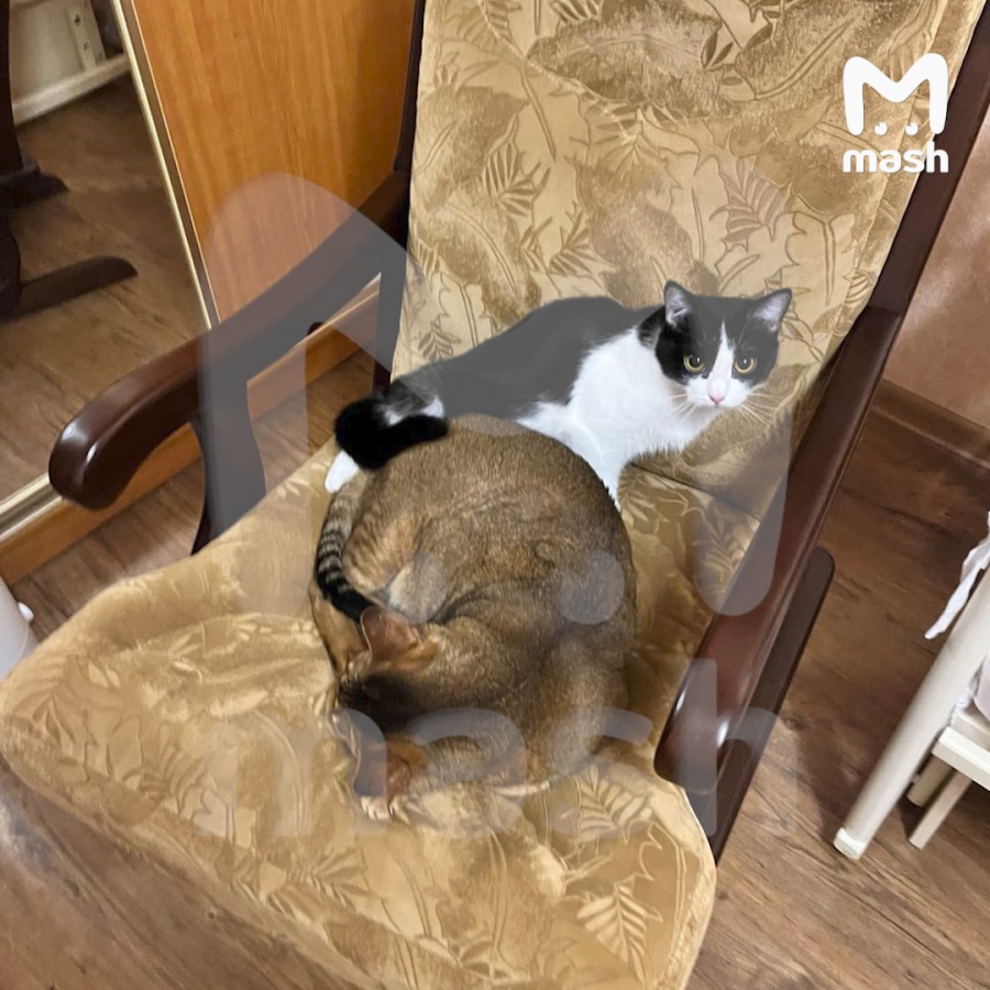 Масяня до взрыва на Блинова 2