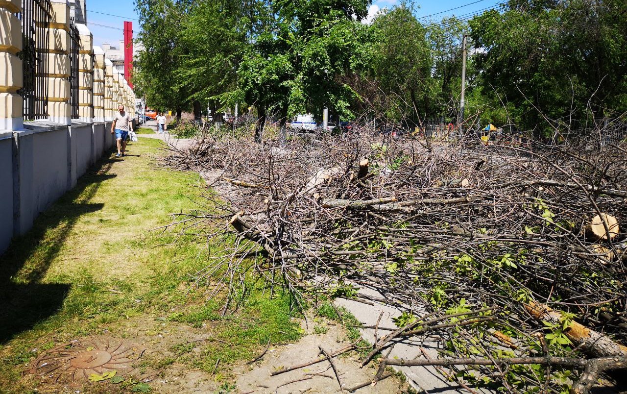 В Заводском районе спилили деревья 1