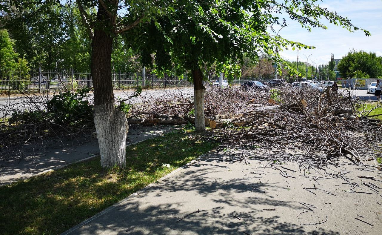 В Заводском районе спилили деревья 2