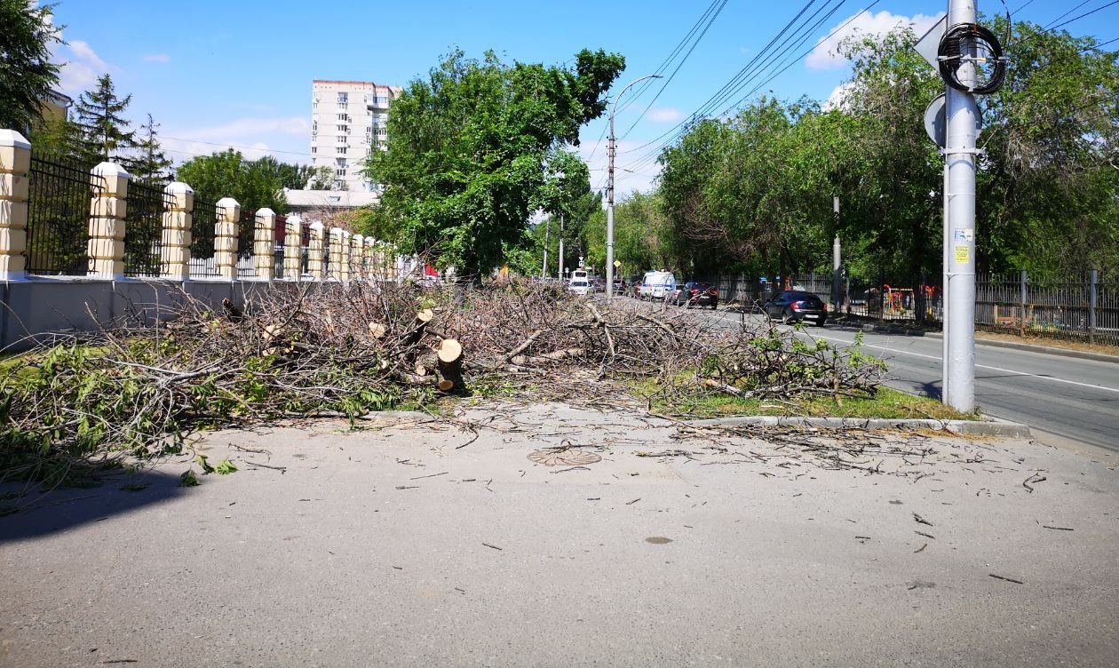 В Заводском районе спилили деревья 3