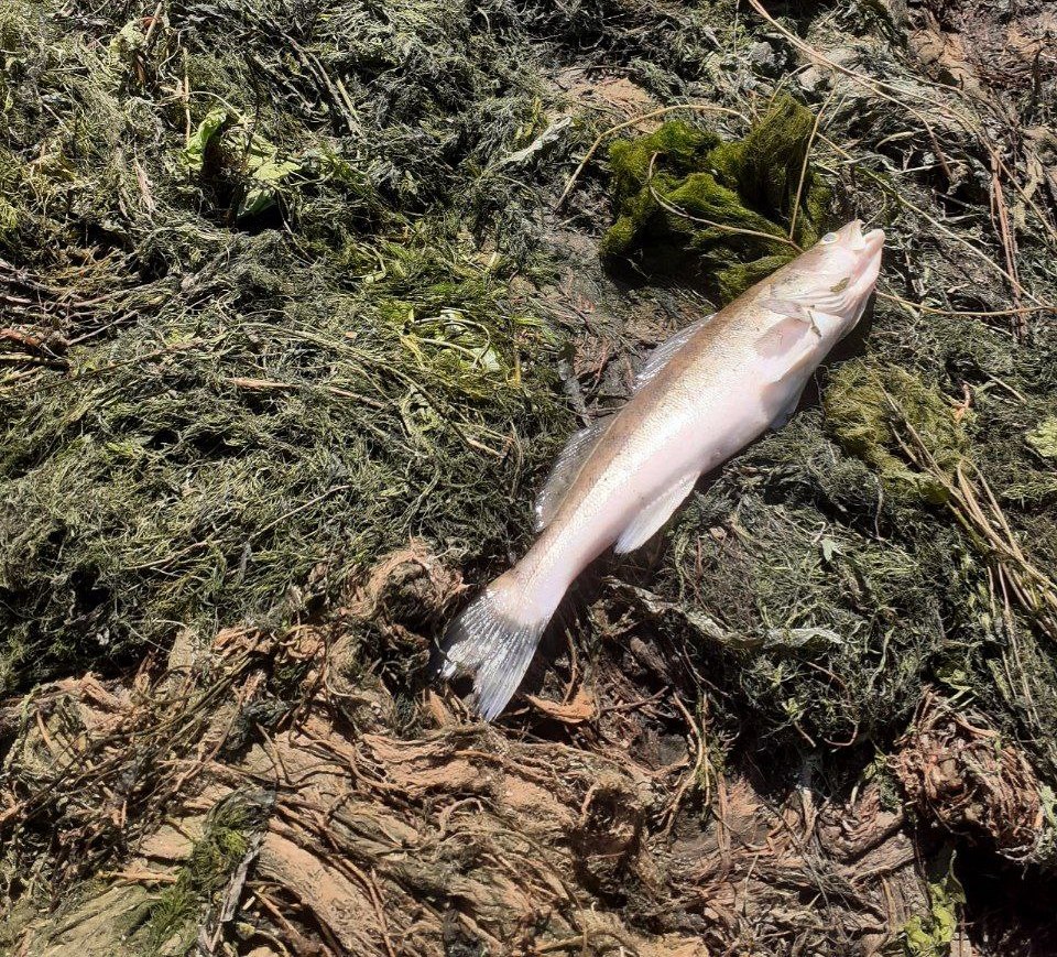 Водоросли и дохлая рыба на набережной