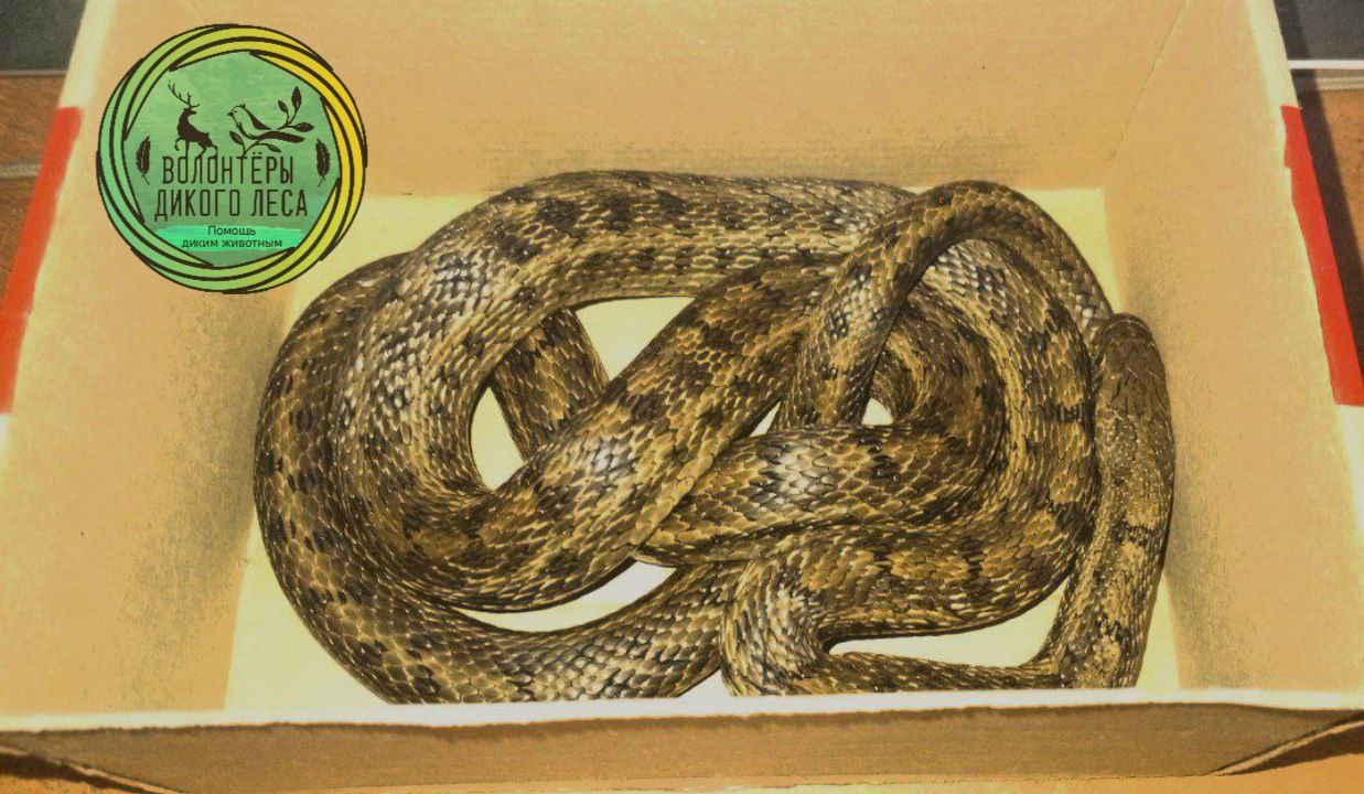 Змея в доме в ноябре 1