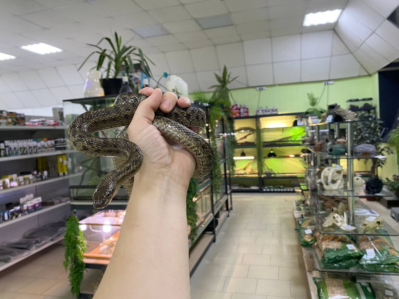 Змея в доме в ноябре 2