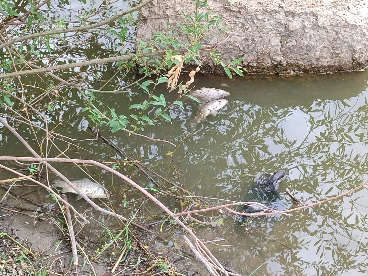 Экологическая катастрофа в Саратовской области: реку Еруслан в Красном Куте заполонила мертвая рыба