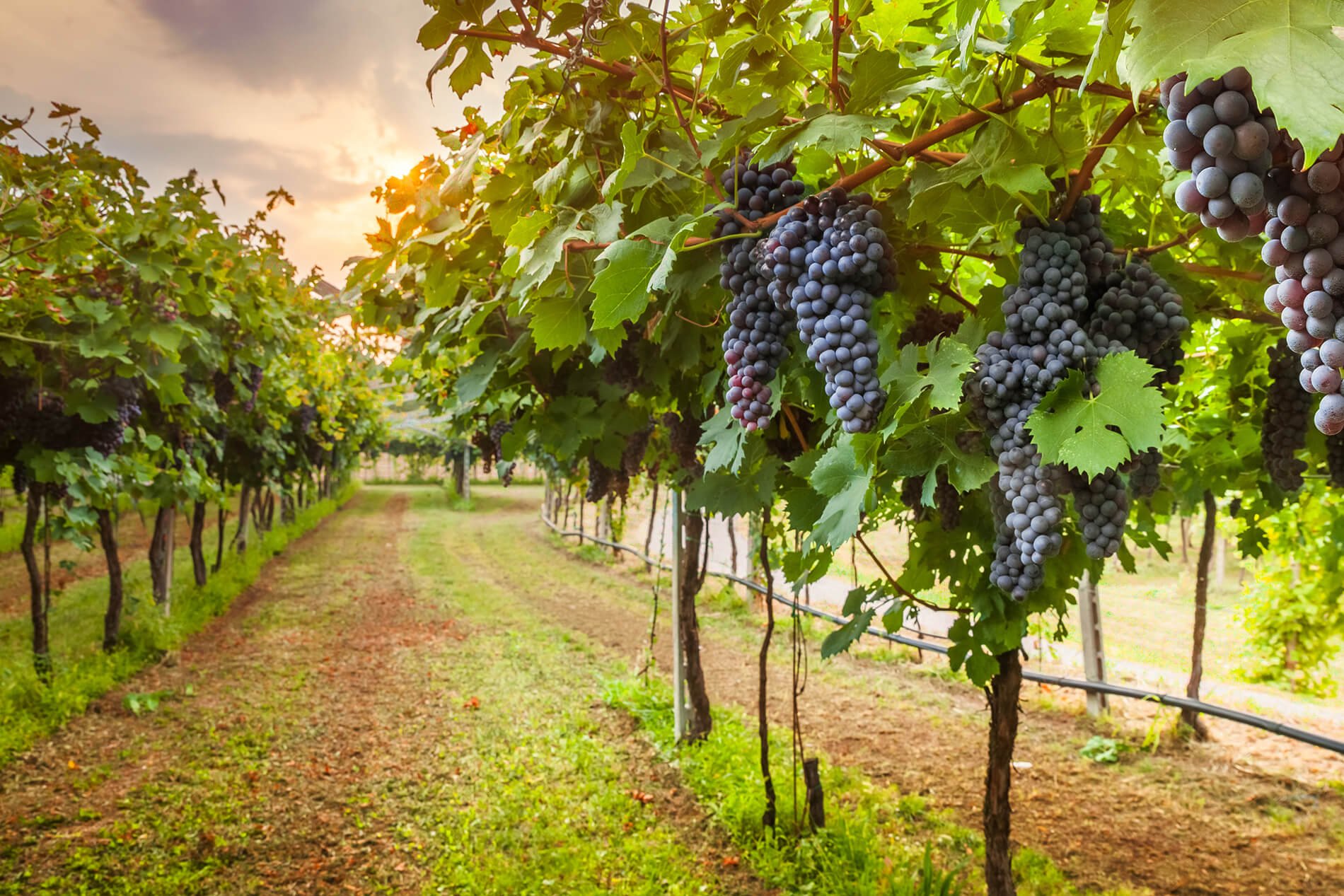 В Саратове заложат 6 гектаров виноградников