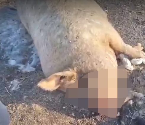 На свалке в Саратовской области обнаружили мертвых животных
