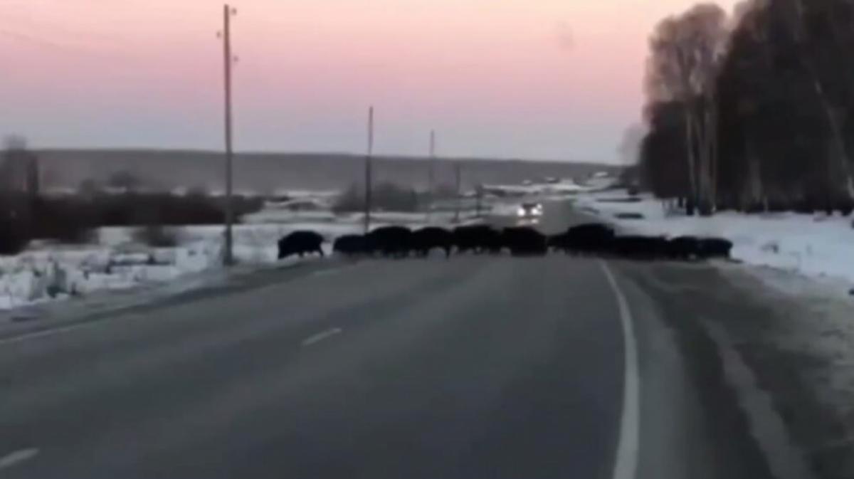 В Саратовской области сняли на видео стадо кабанов, которое перебегало дорогу