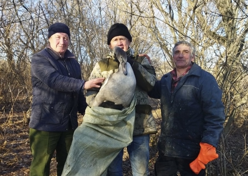 В Саратовской области спасли вмерзшего в озеро молодого лебедя