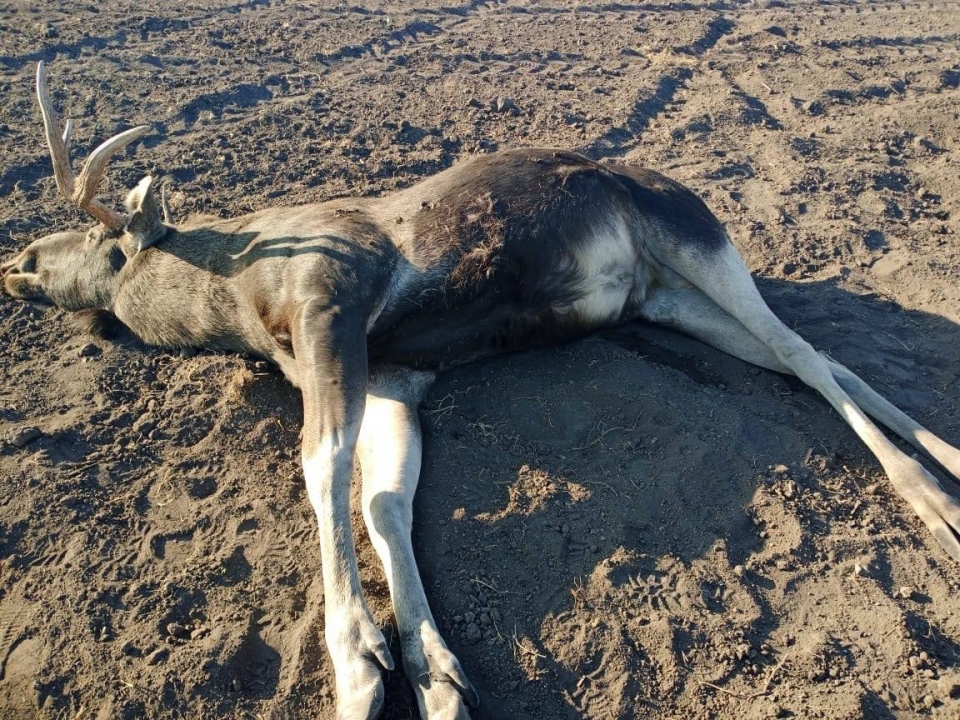 Браконьеры из Сызрани застрелили лося в саратовском нацпарке