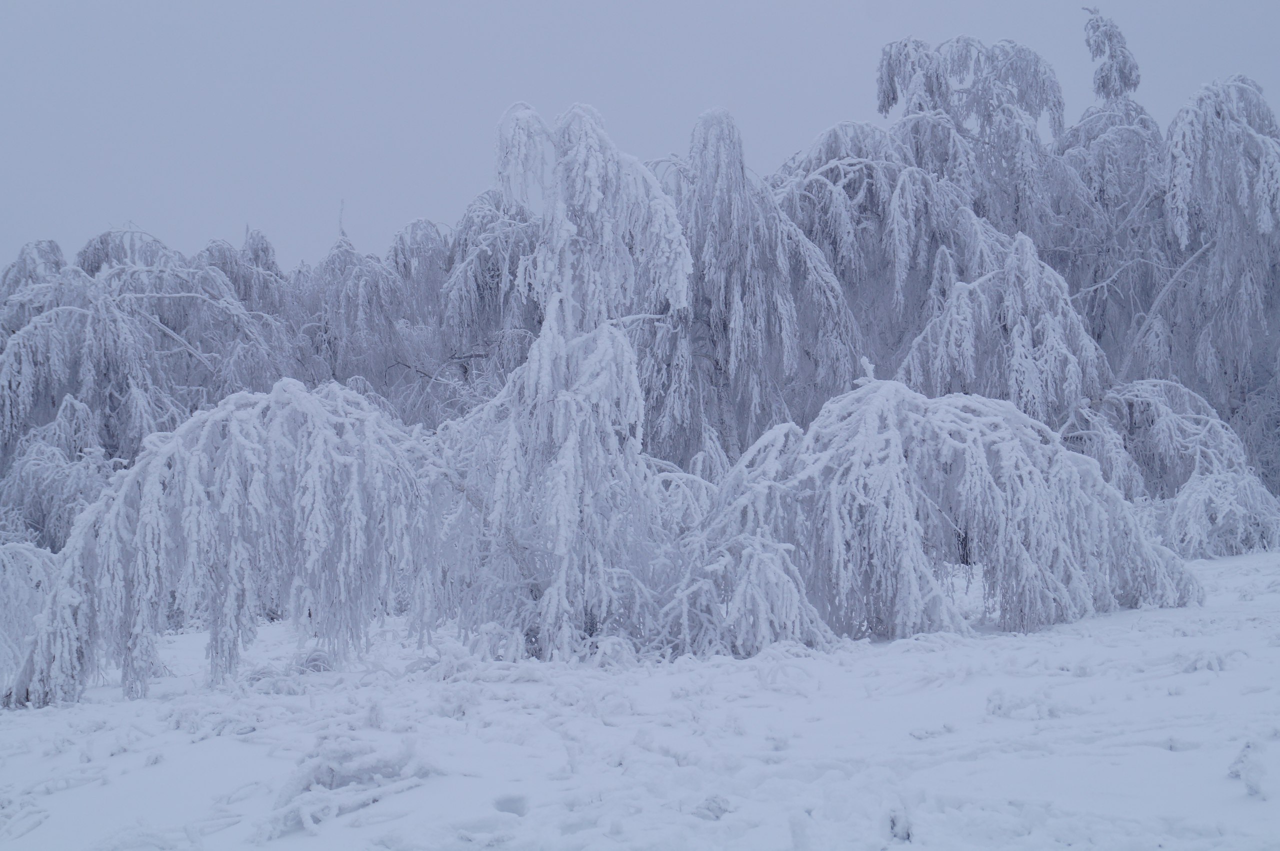 Сегодня в Саратовской области мокрый снег с дождем