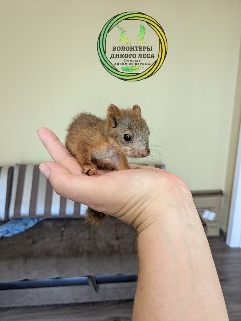 Белка у волонтеров