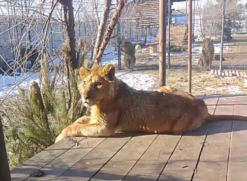 Укусившего девочку львенка Бонифация привезли в волгоградский зооцентр