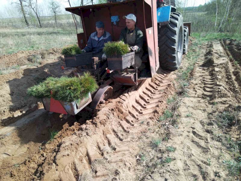 В Саратовской области высадили леса на 900 гектарах