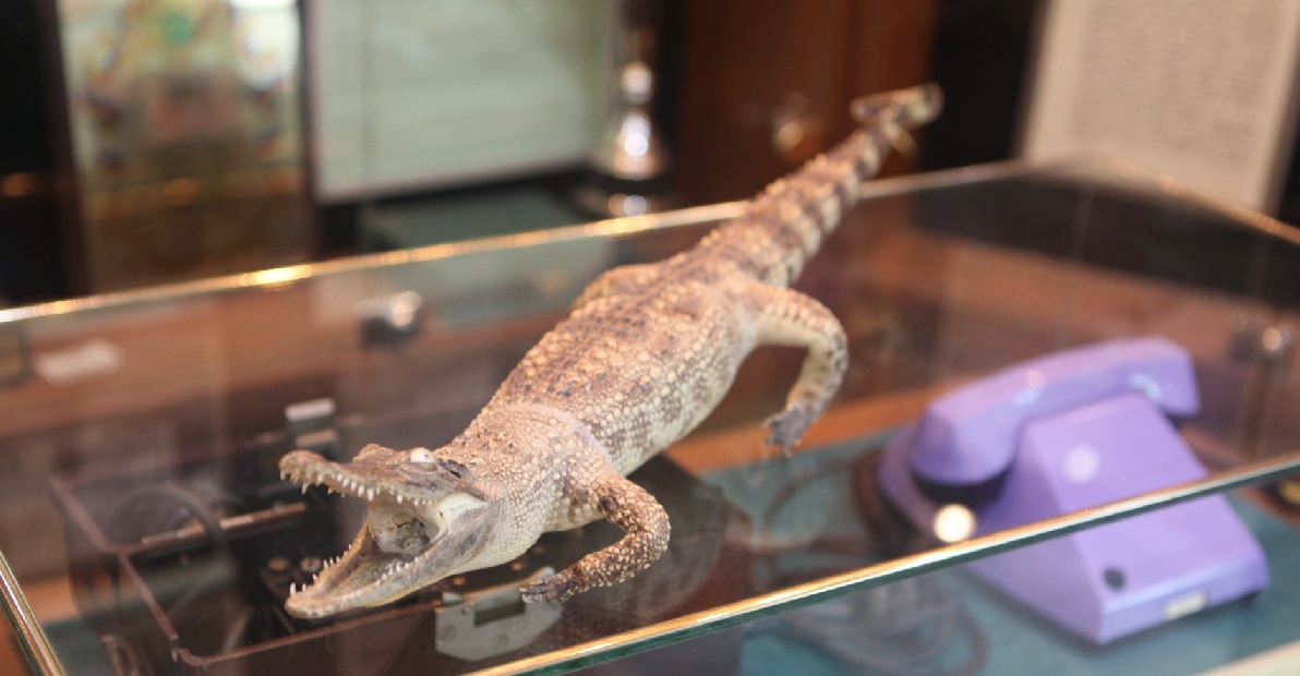Саратовская таможня передала в музей чучело Вьетнамского крокодила