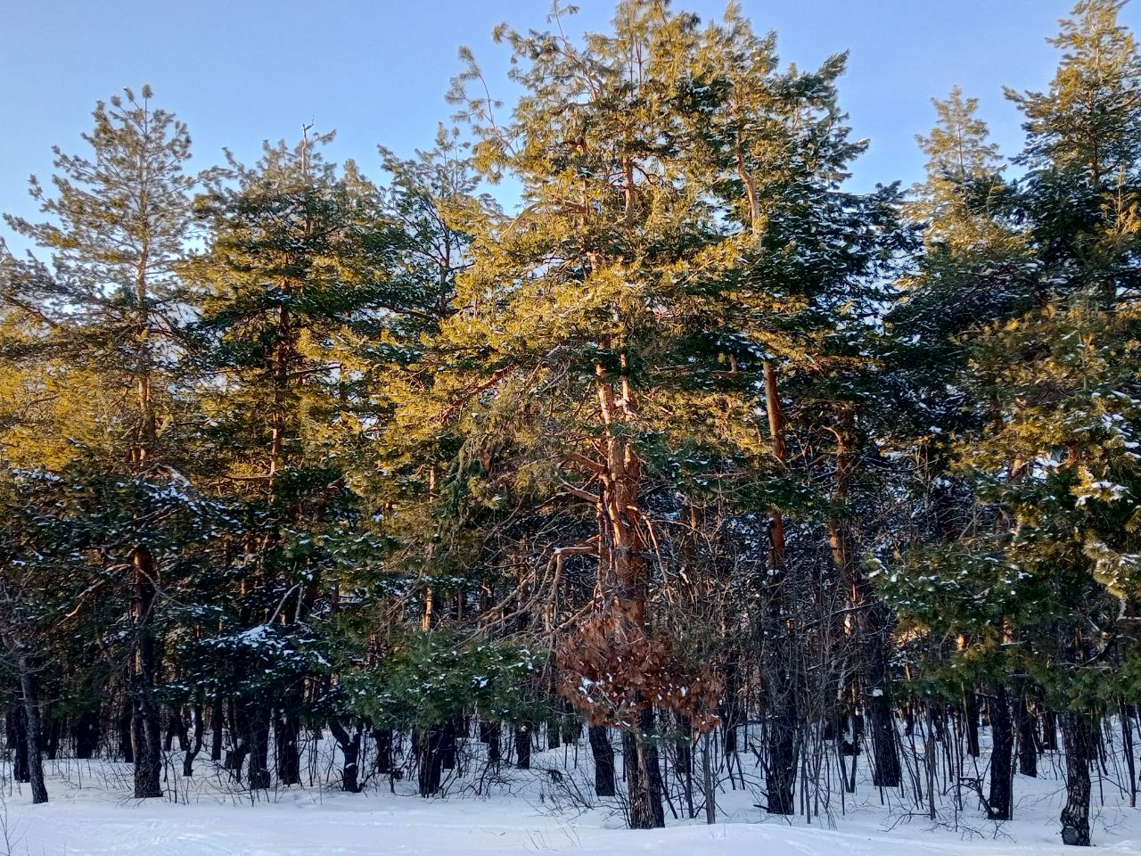 В Саратовской области 25 февраля сохранится морозная погода