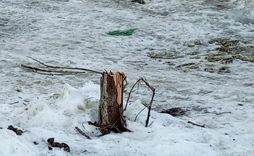 дерево срубили на Мичурина
