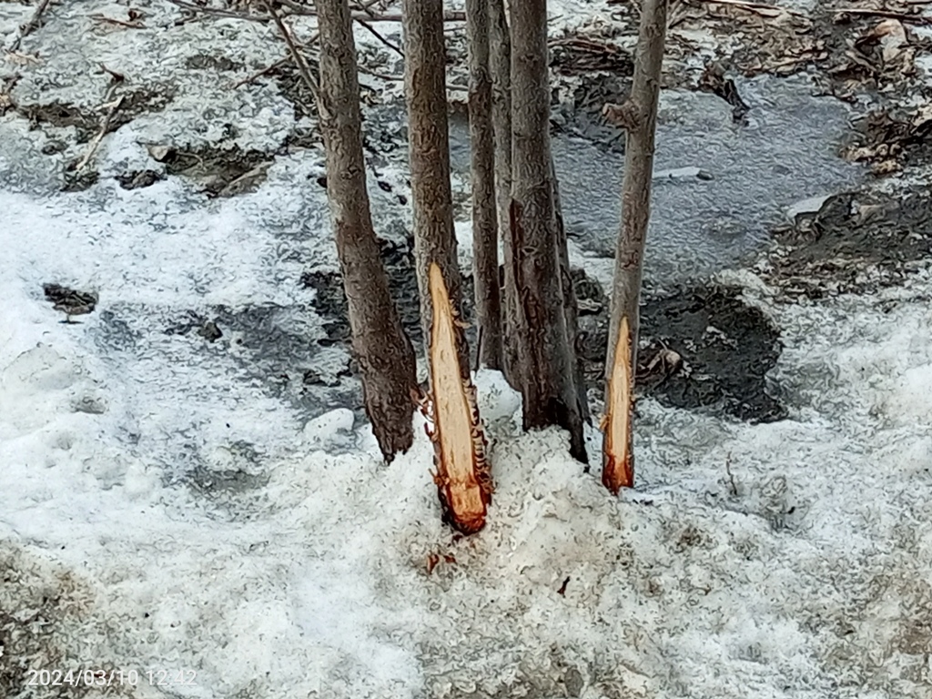 В Саратове при уборке снега уничтожают молодые деревья