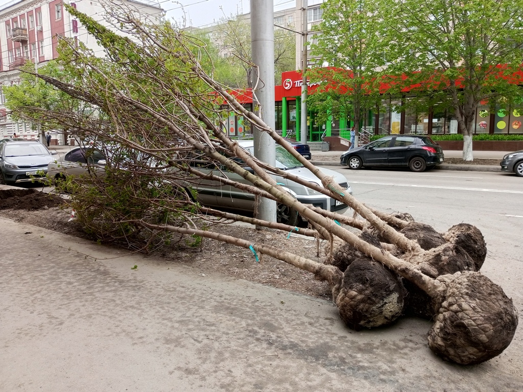 На улицах Саратова начали высаживать деревья-крупномеры