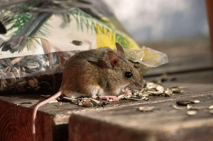Выезжающих на природу саратовцев призвали остерегаться мышей