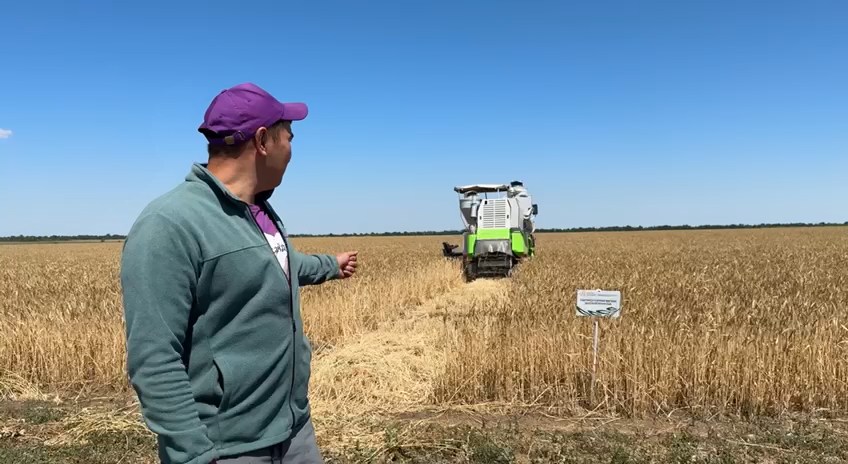 Озимую пшеницу убирают на полях Краснокутской селекционной опытной станции