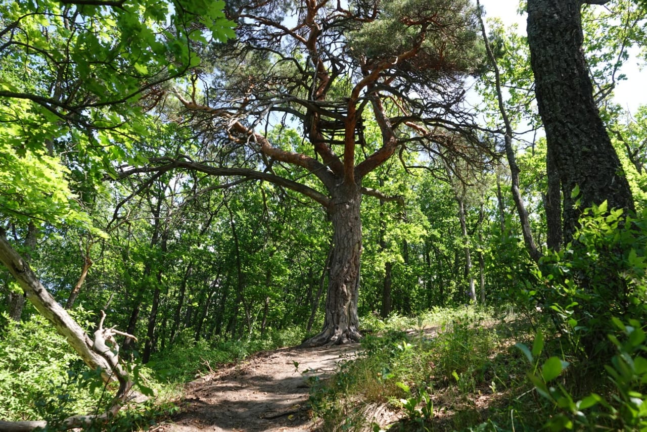 Саратовскую сосну из села Лох признали старовозрастным деревом России