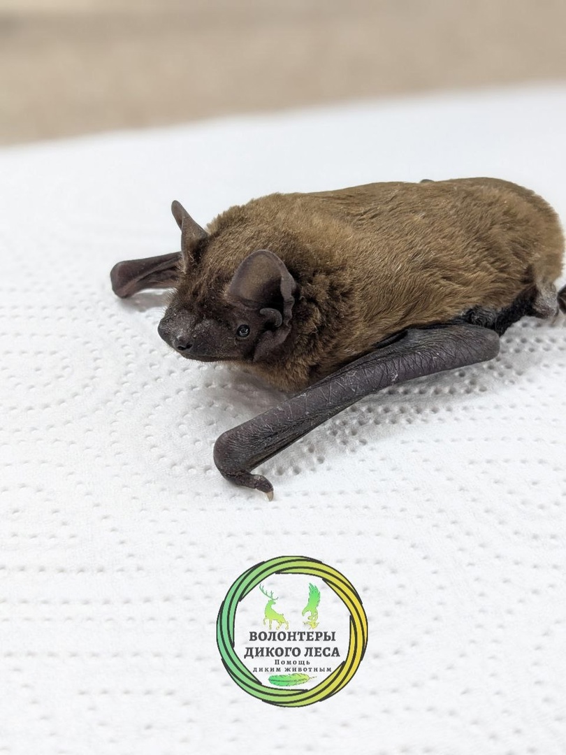 Летучая мышь