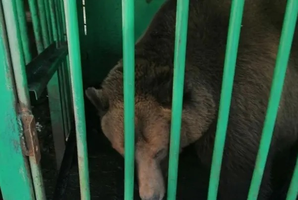 Саратовская общественница призывает "выселить" трех медведей из гостиницы