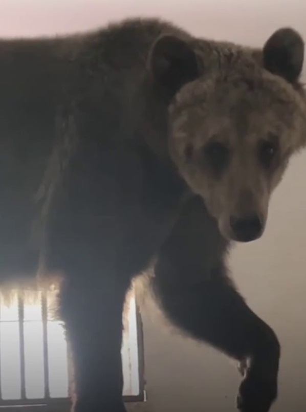 Саратовская медведица Маша-Венера обживается в белгородском зоопарке