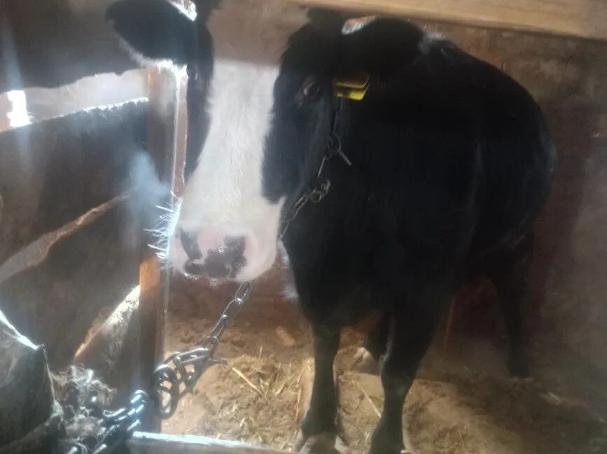 Саратовские фермеры скрывали от ветеринаров четыре коровы и 15 овец