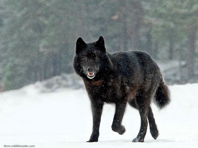 В Саратовской области охотник убил черного волка-мутанта