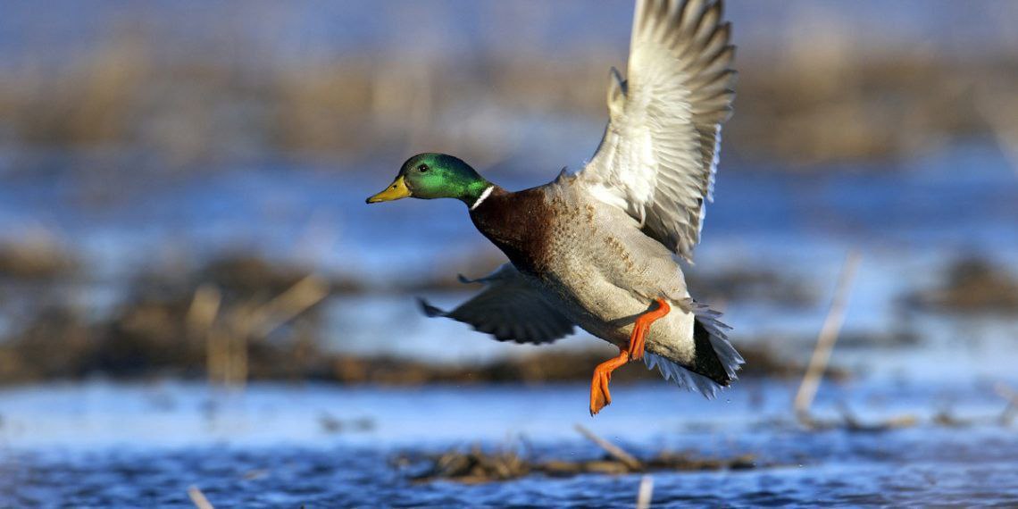 В Саратовскую область приедут охотники из Ямала и Чечни отстреливать водоплавающих птиц