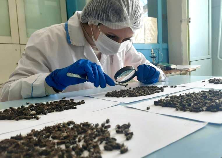 В Саратовской области исследуют пчел на наличие заболеваний
