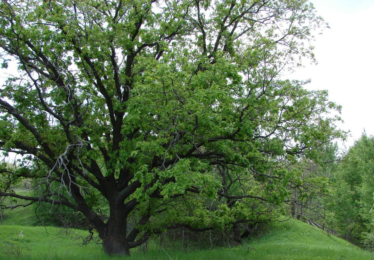 Саратовский дуб пополнил национальный реестр старовозрастных деревьев России