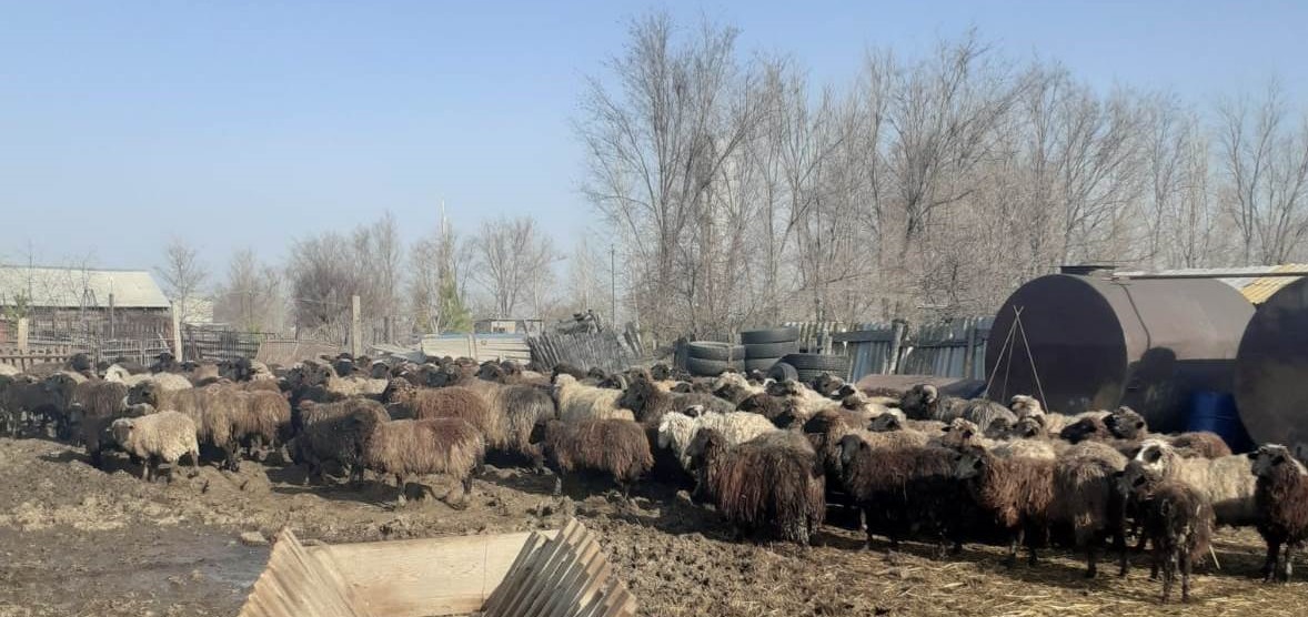 В Саратовской области обнаружили овец без документов