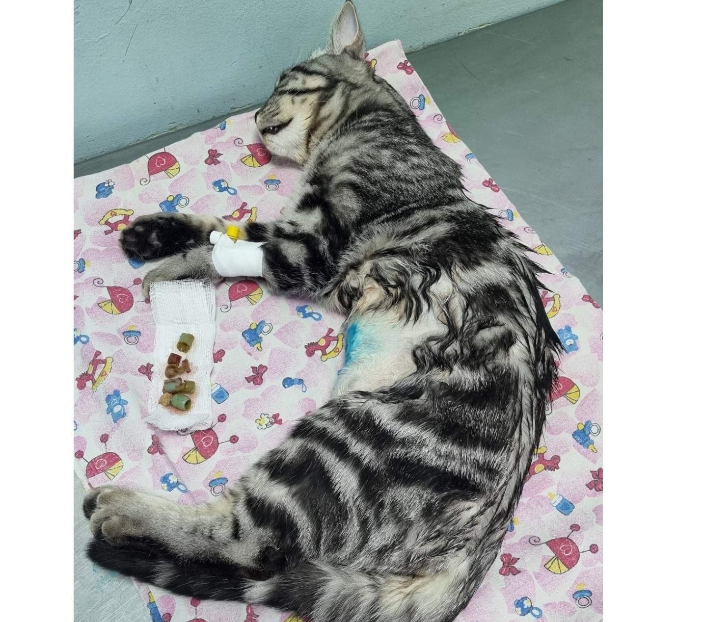 Саратовские ветеринары спасли кота Флавика, проглотившего кусочки резинового шланга