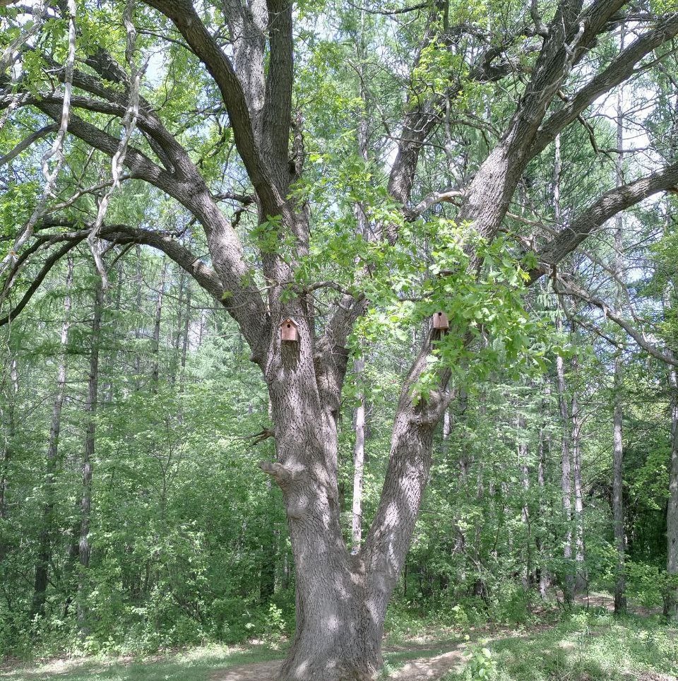 Энгельсский дуб борется за звание «Российское дерево года-2024»