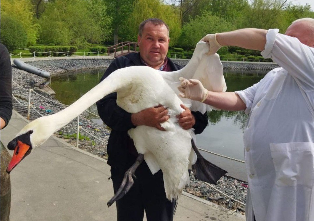 В Саратовской области привили лебедей и павлинов