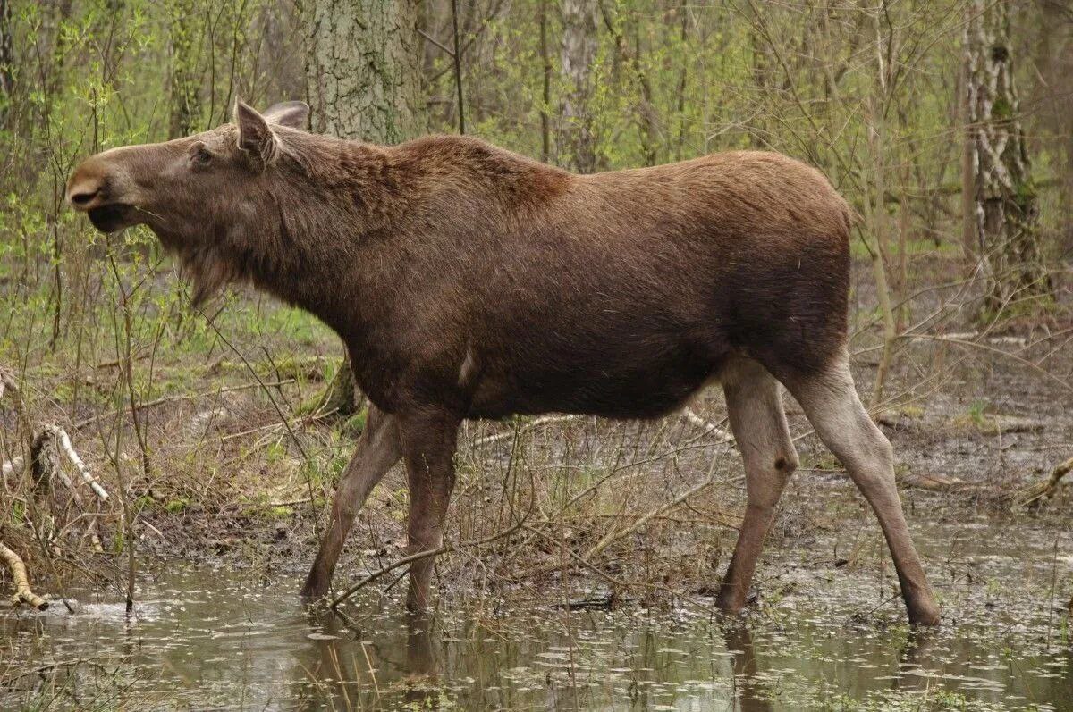 Браконьеры убили самку лося в Саратовской области