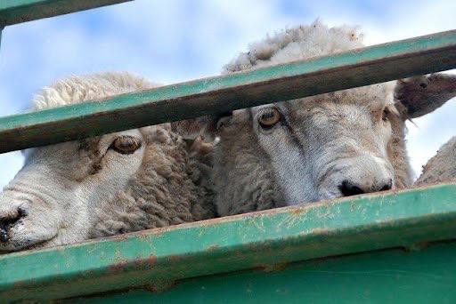 В саратовском селе украли двух овец